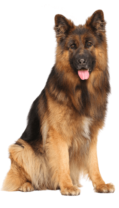 German Shepherd Haven (1)