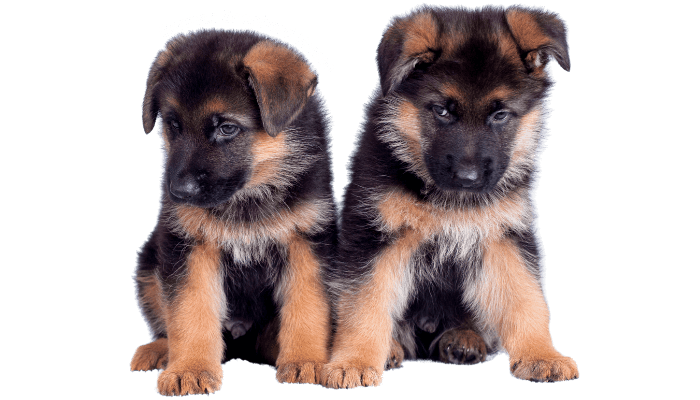 German Shepherd Haven
