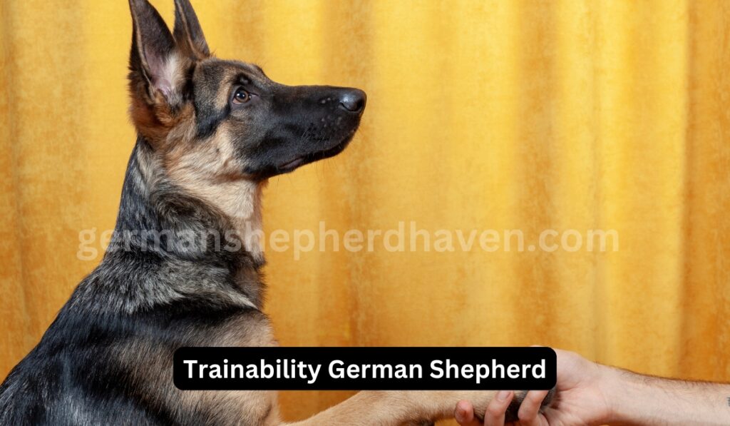 Trainability German Shepherd