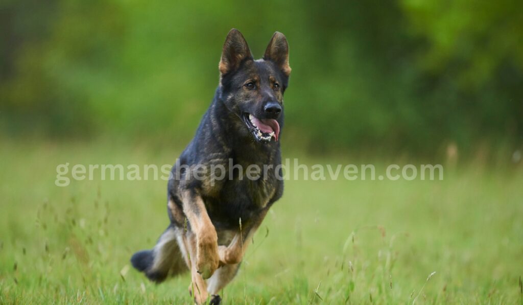 german shepherd Energy Levels