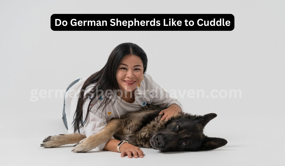 Do German Shepherds Like to Cuddle? A Comprehensive Guide