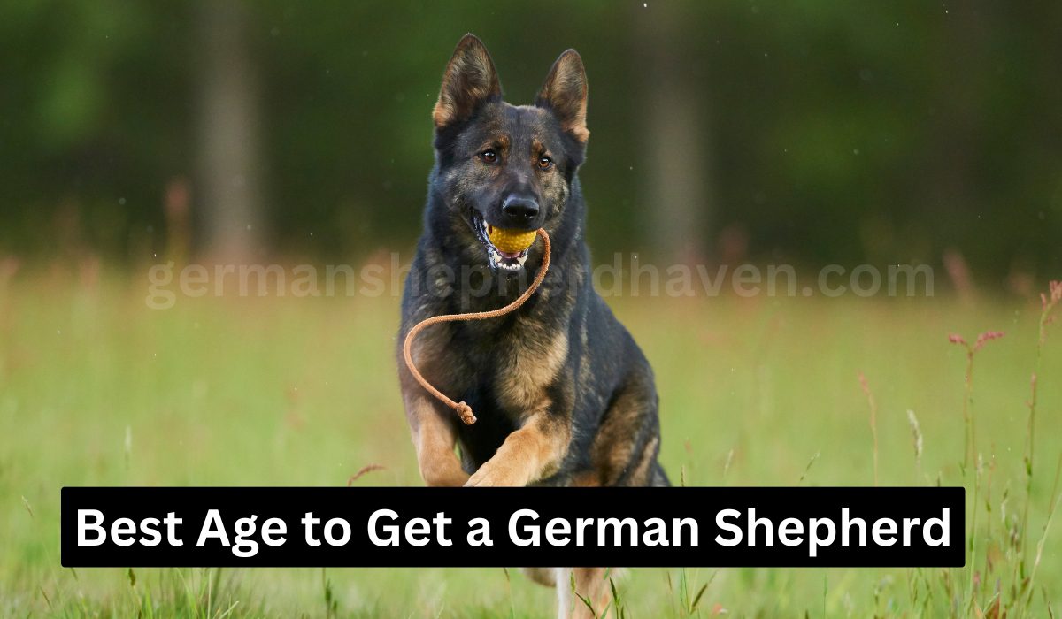Best Age to Get a German Shepherd
