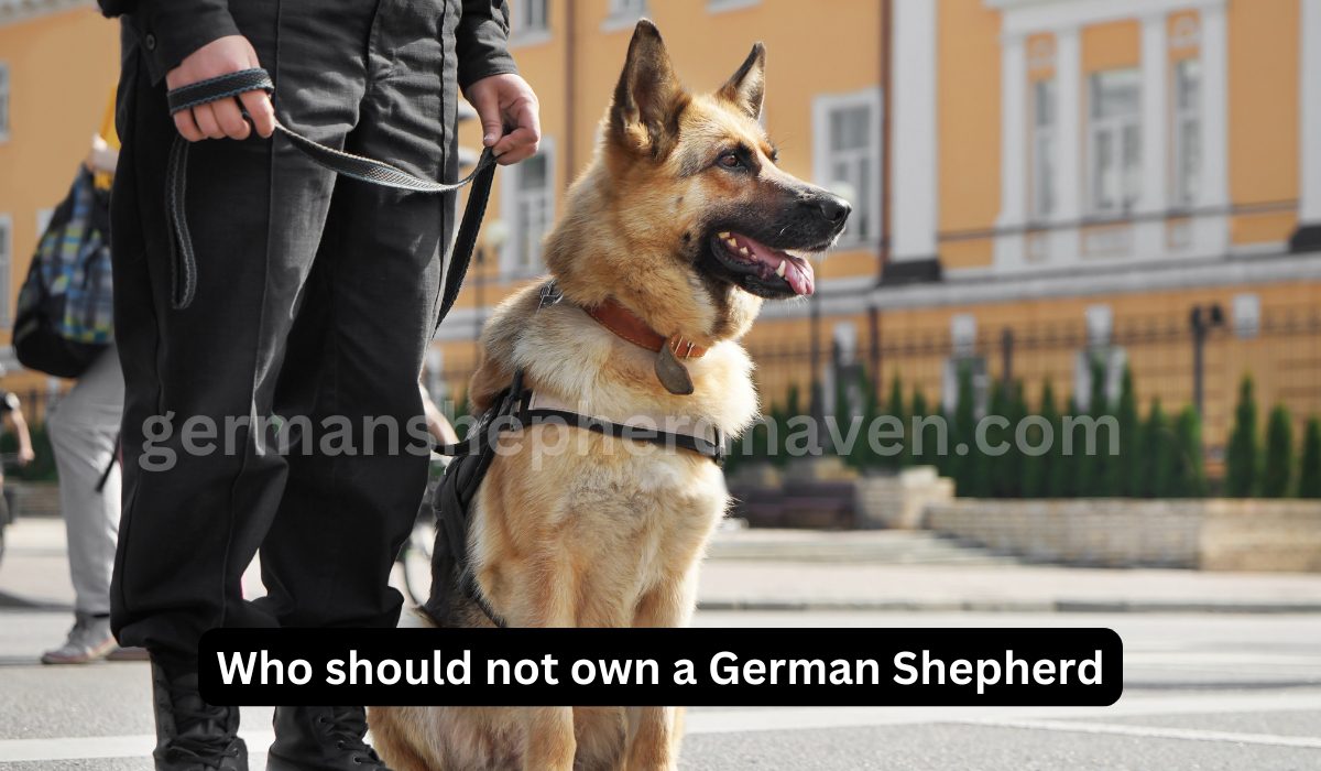 Who should not own a German Shepherd? Key Considerations for Potential Owners
