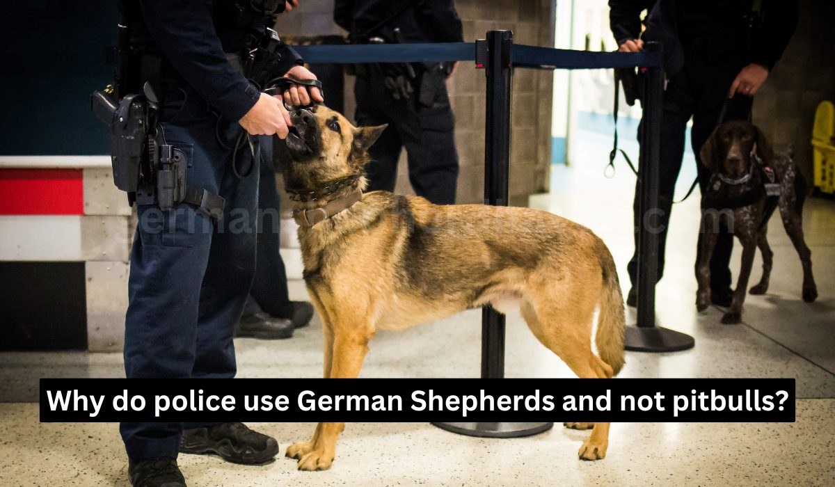 Why do police use German Shepherds and not pitbulls?