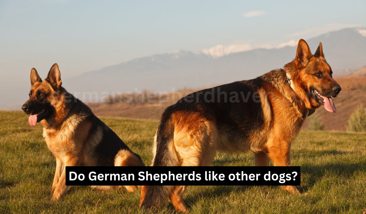 Do German Shepherds like other dogs?