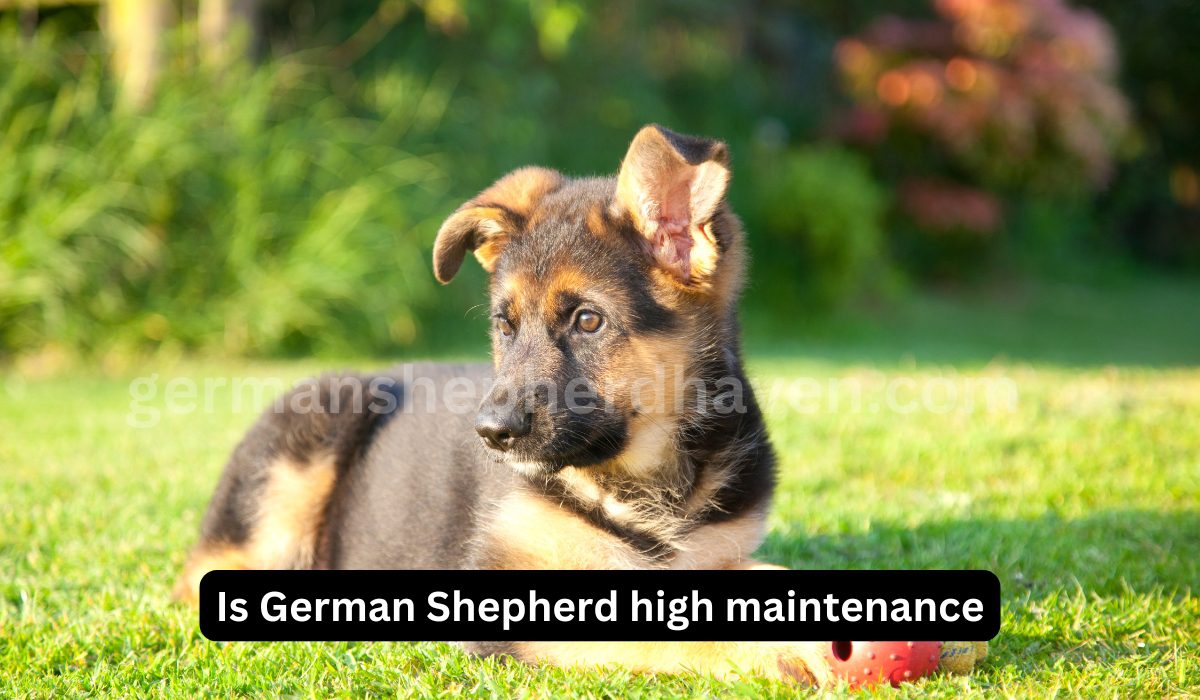 Is German Shepherd high maintenance? Here’s What You Need to Know