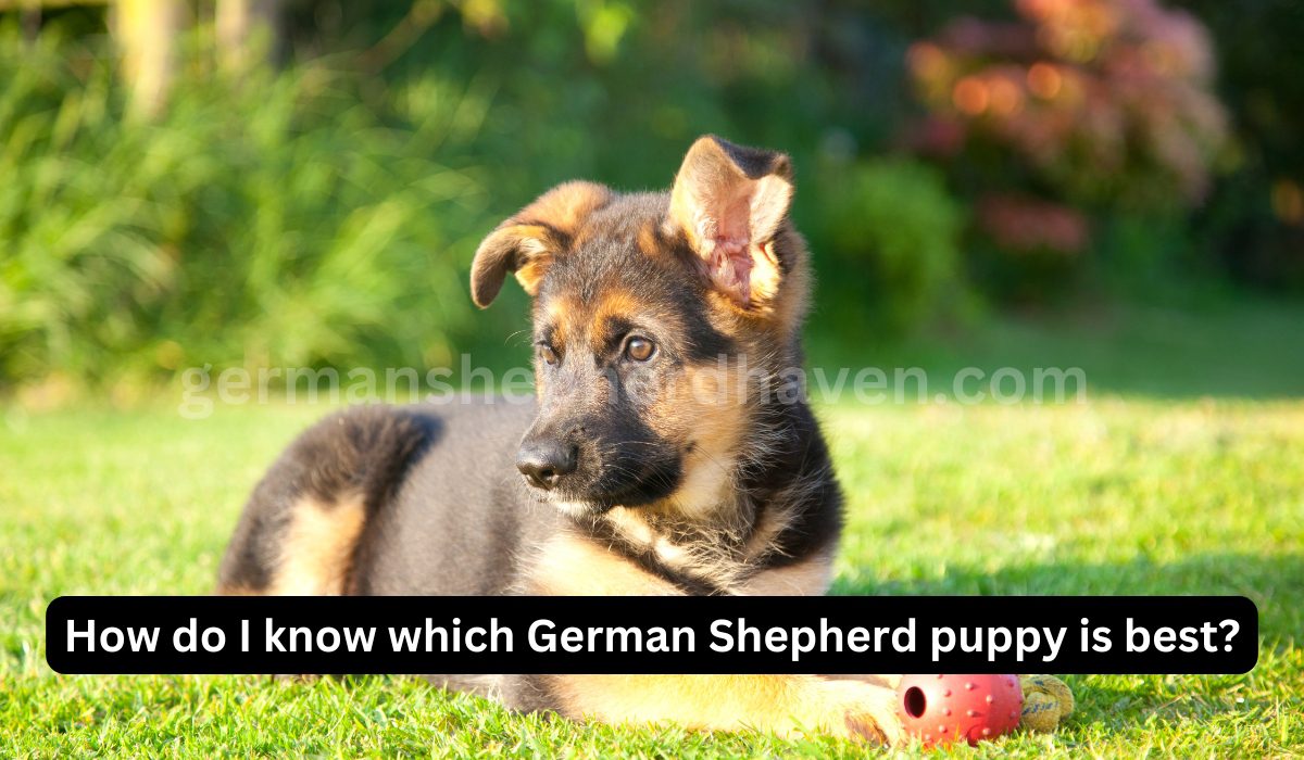How do I know which German Shepherd puppy is best?