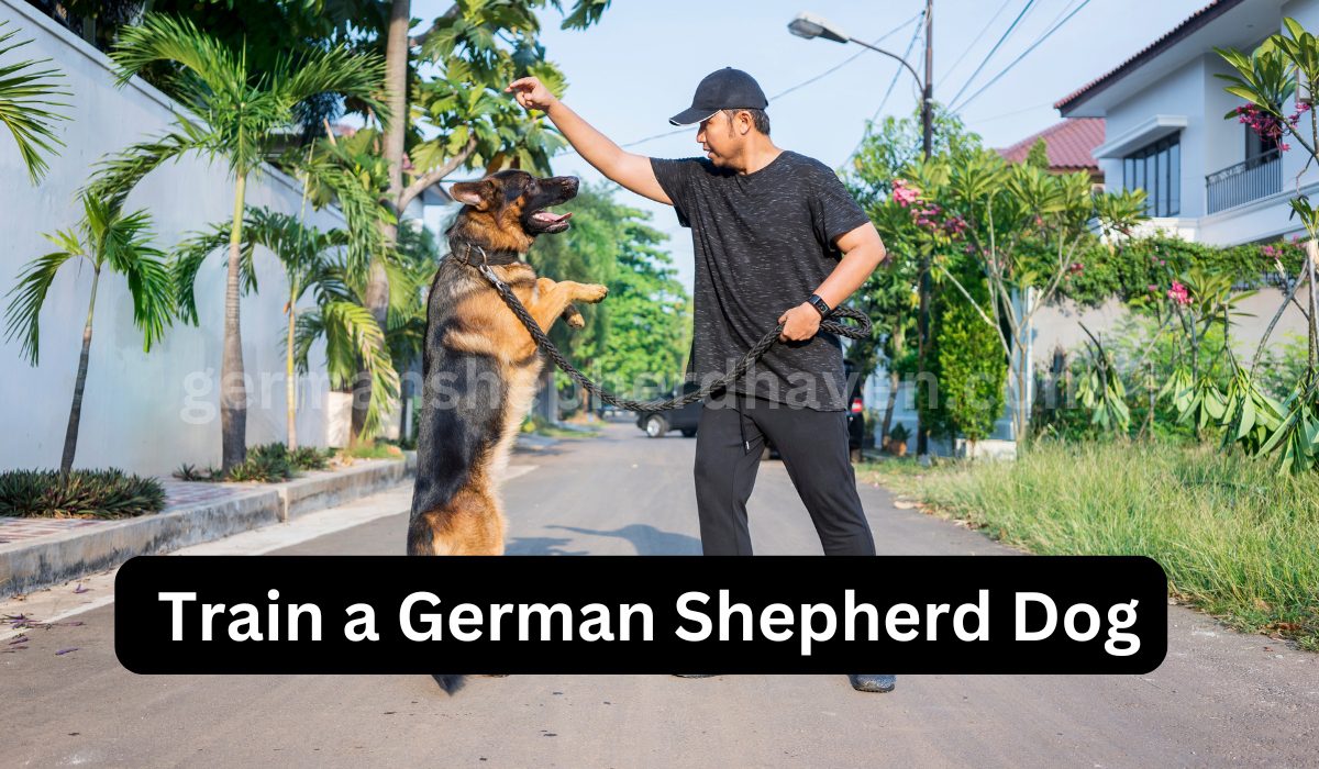 How to Train a German Shepherd Dog