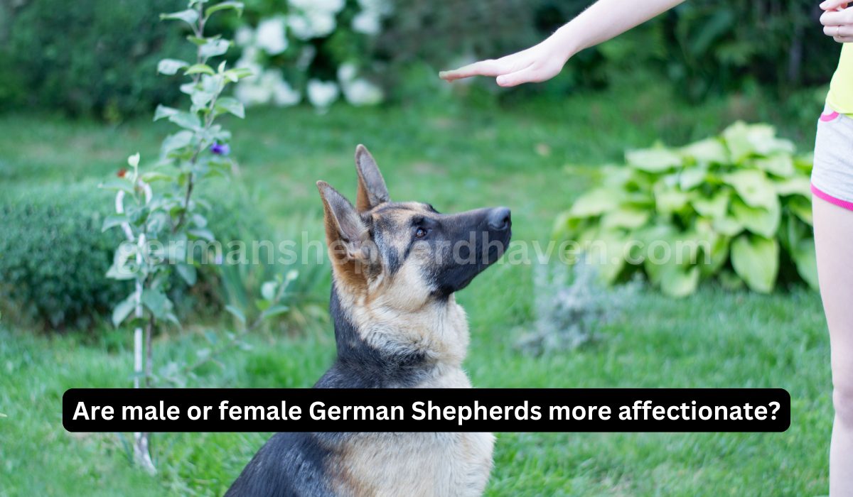 Are male or female German Shepherds more affectionate?